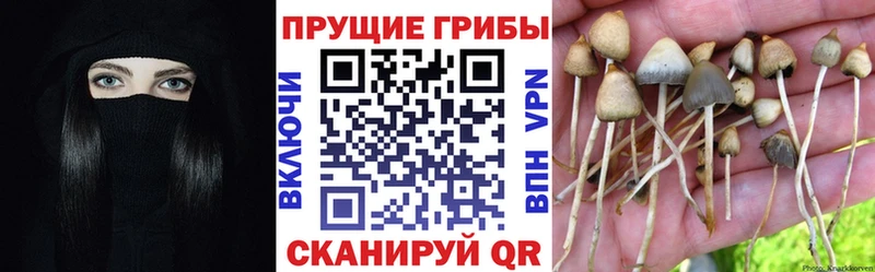 закладка  Тогучин  Псилоцибиновые грибы ЛСД 